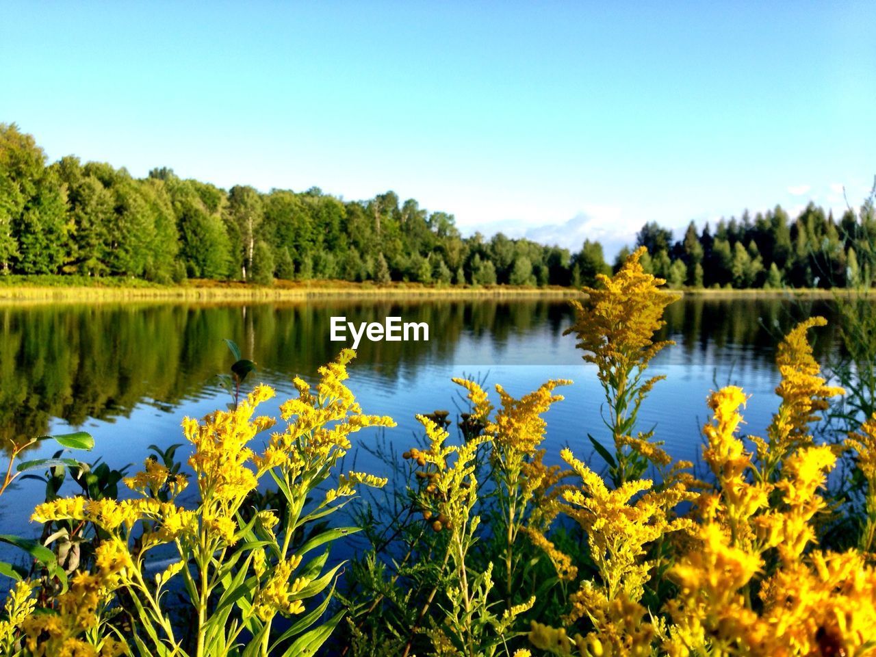 Close-up of yellow flowers blooming by lake against sky