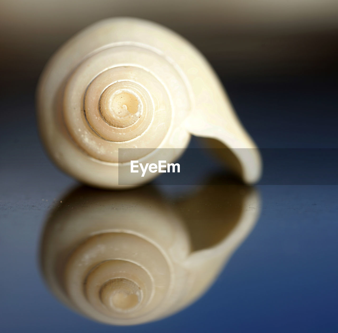 CLOSE-UP OF SNAIL ON SHELL