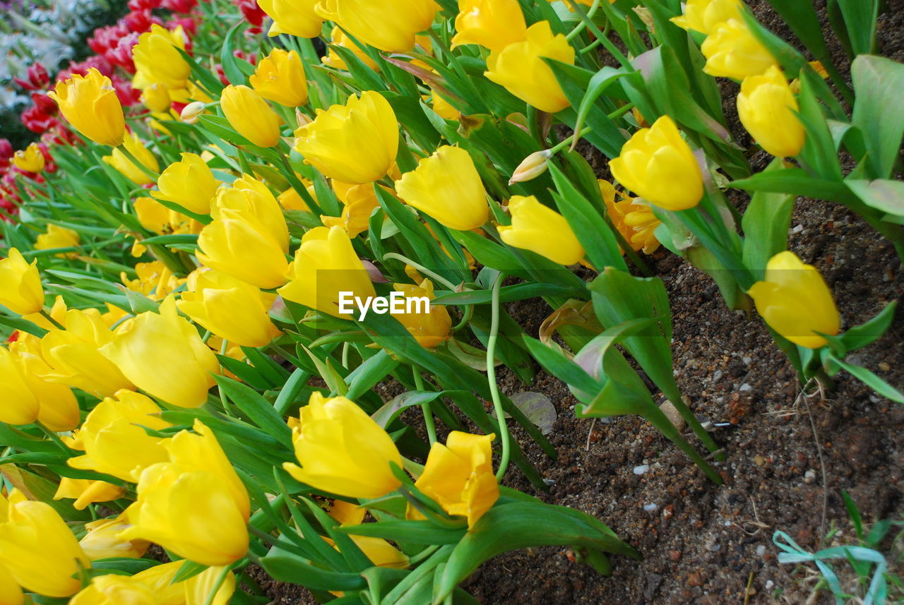 CLOSE-UP OF YELLOW FLOWERING PLANT