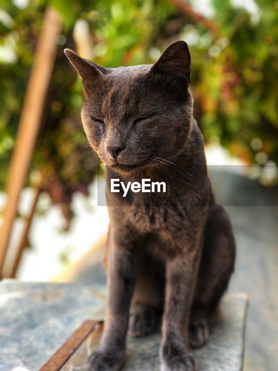 CLOSE-UP OF CAT LOOKING AWAY OUTDOORS