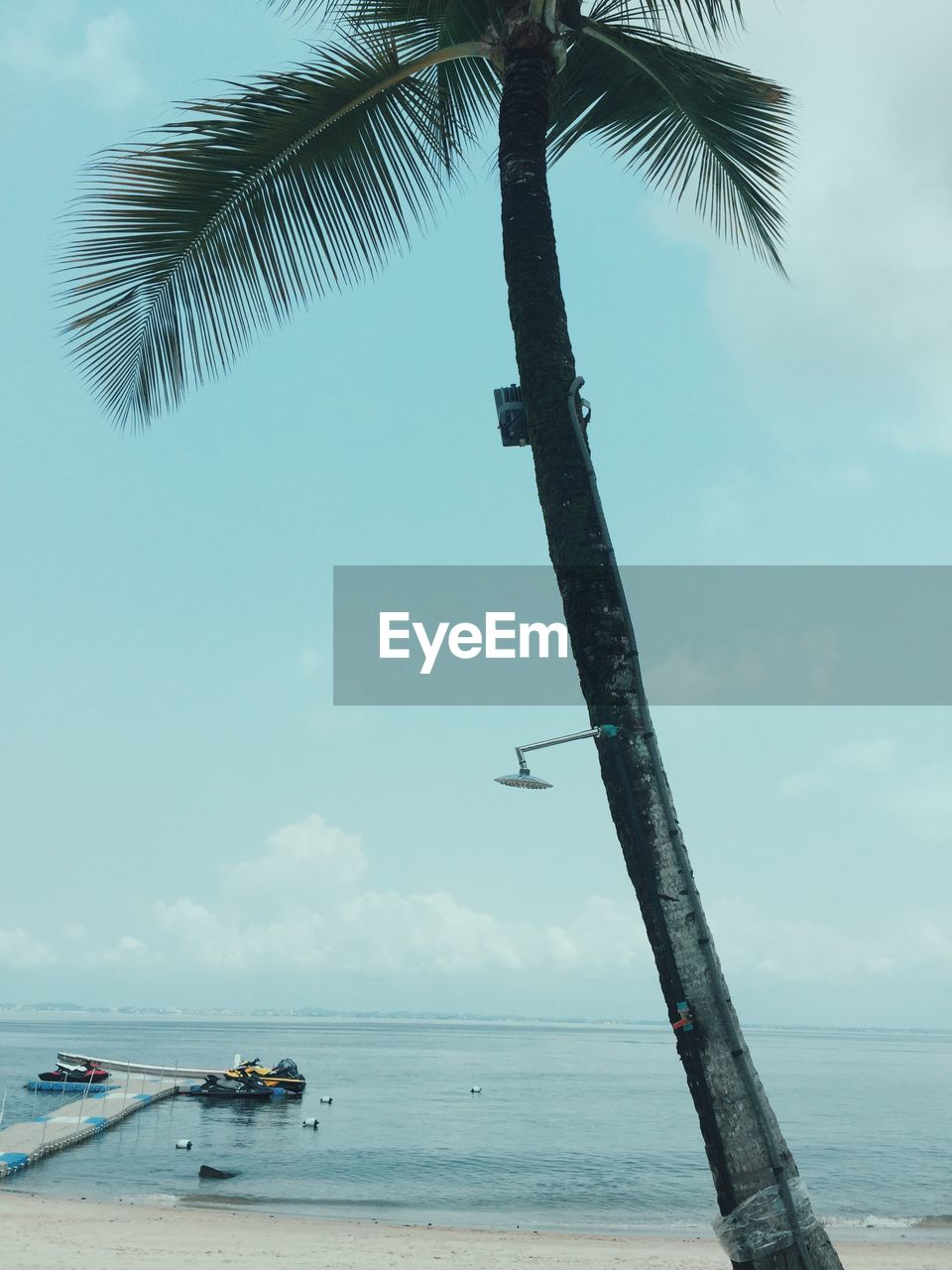 Low angle view of palm tree at beach against sky