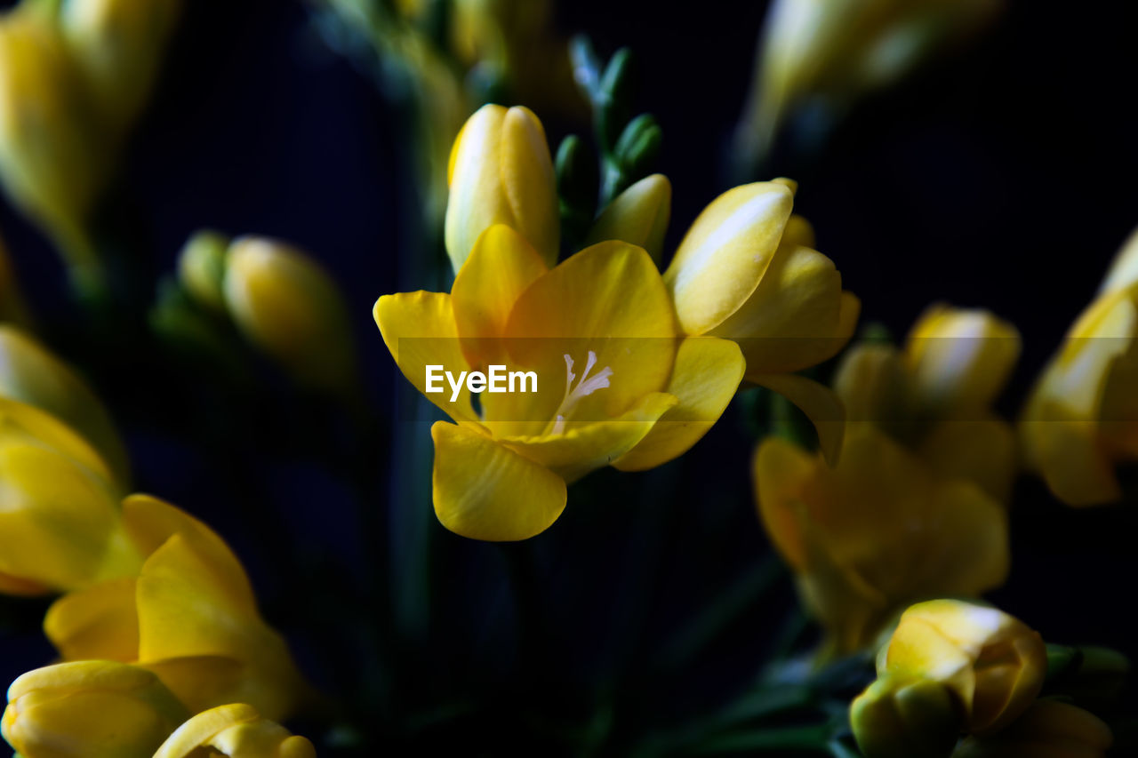 yellow, flower, flowering plant, beauty in nature, plant, freshness, macro photography, close-up, petal, nature, flower head, fragility, growth, inflorescence, no people, blossom, focus on foreground, outdoors, vibrant color, springtime, selective focus