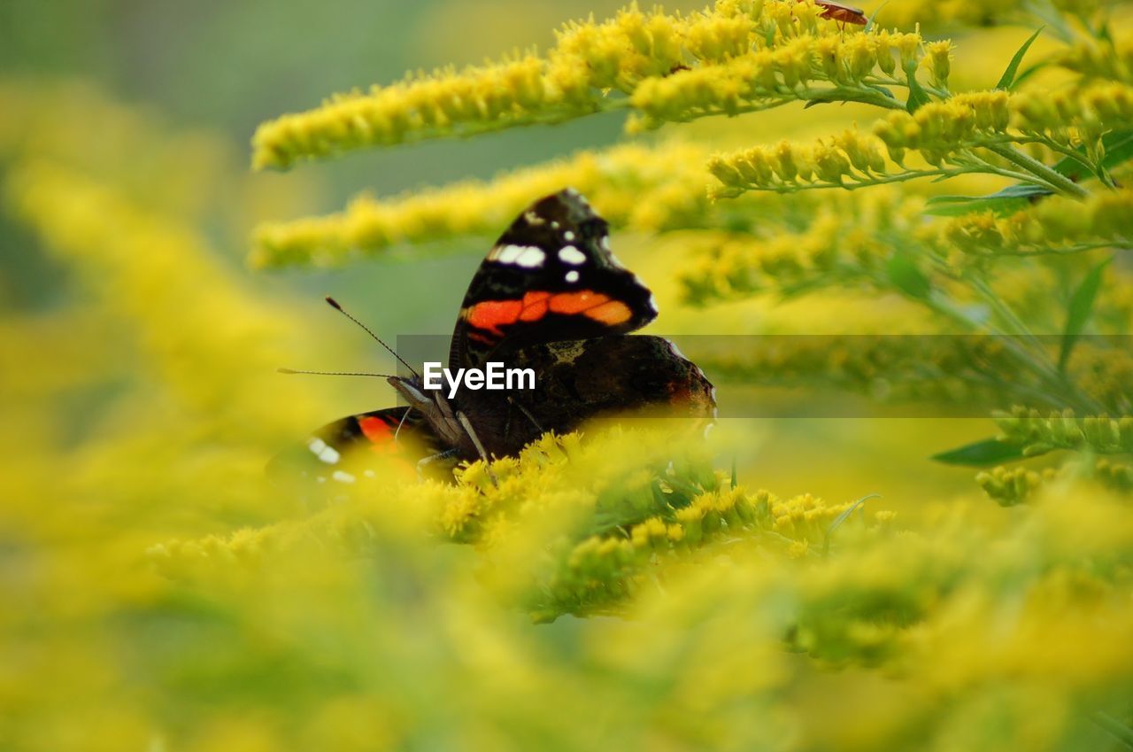 Close-up of butterfly on yellow flower