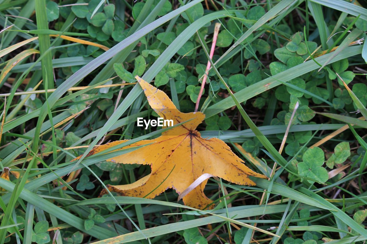 CLOSE-UP OF DRY MAPLE LEAF ON GRASS
