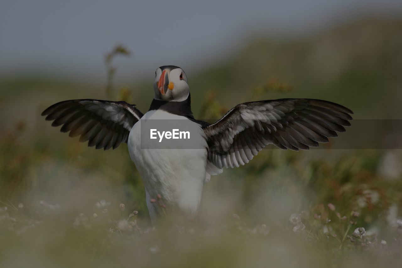 CLOSE-UP OF BIRD FLYING IN THE BACKGROUND