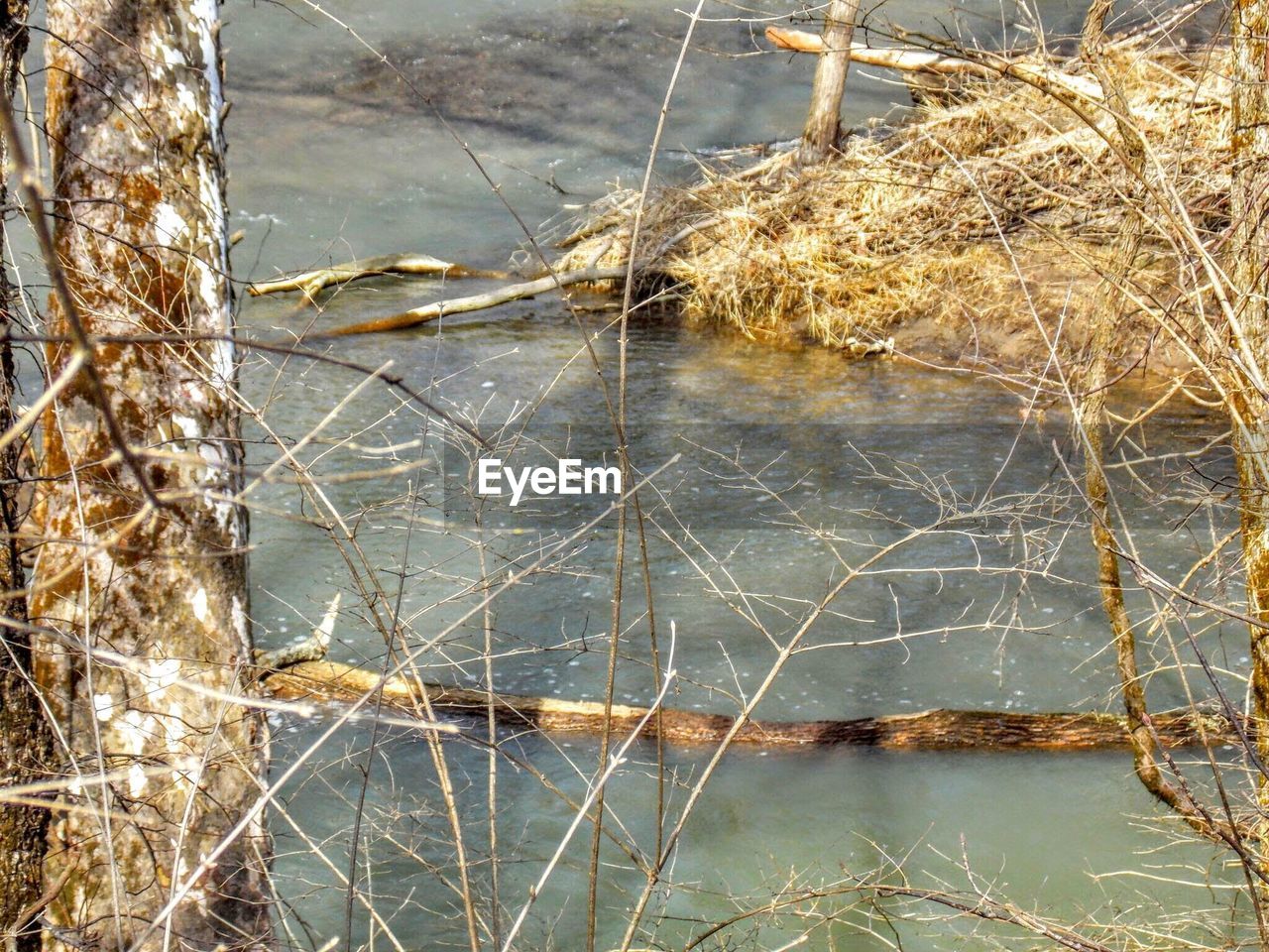 REFLECTION OF TREES IN WATER