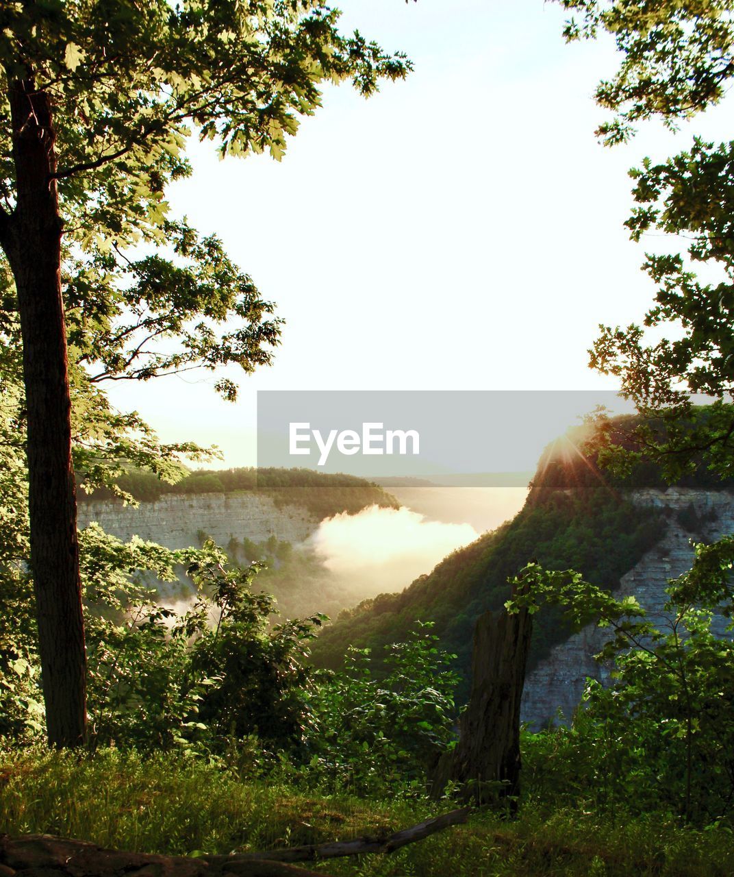 SCENIC VIEW OF TREES GROWING ON LAND AGAINST SKY