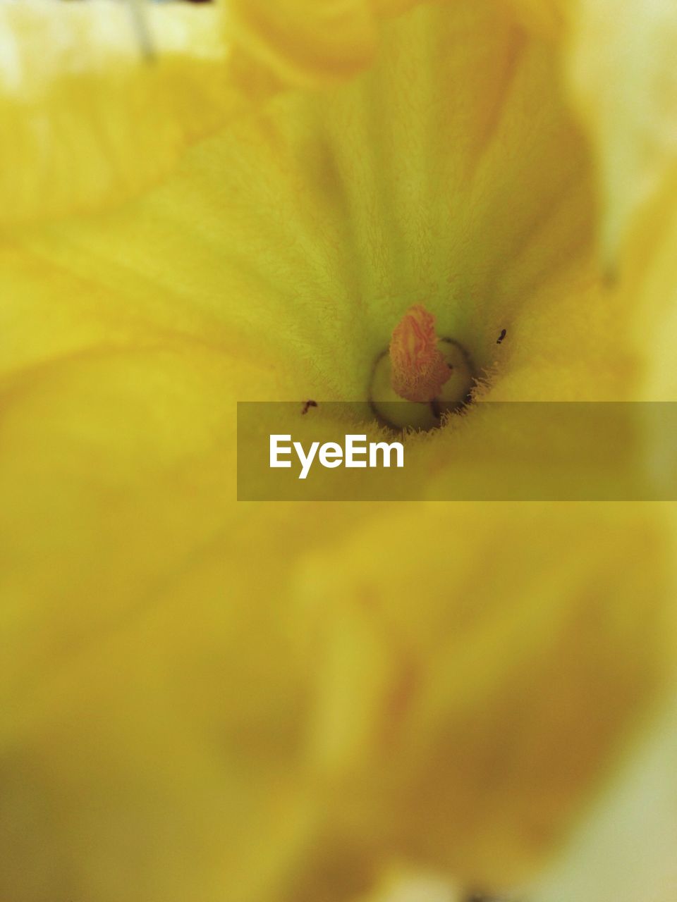 MACRO SHOT OF YELLOW FLOWER