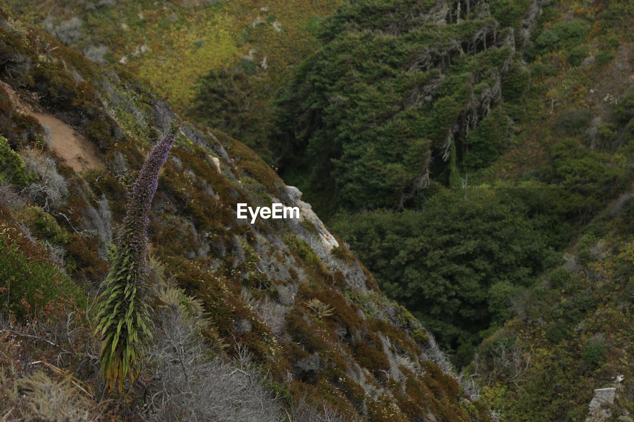 High angle view of pine trees in forest