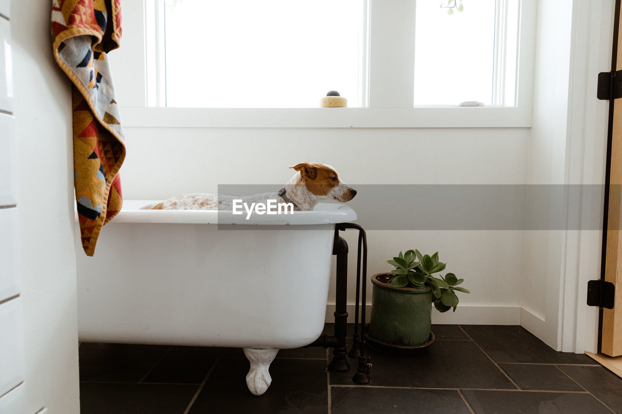 Side view of sad puppy standing in white bathroom before bath time