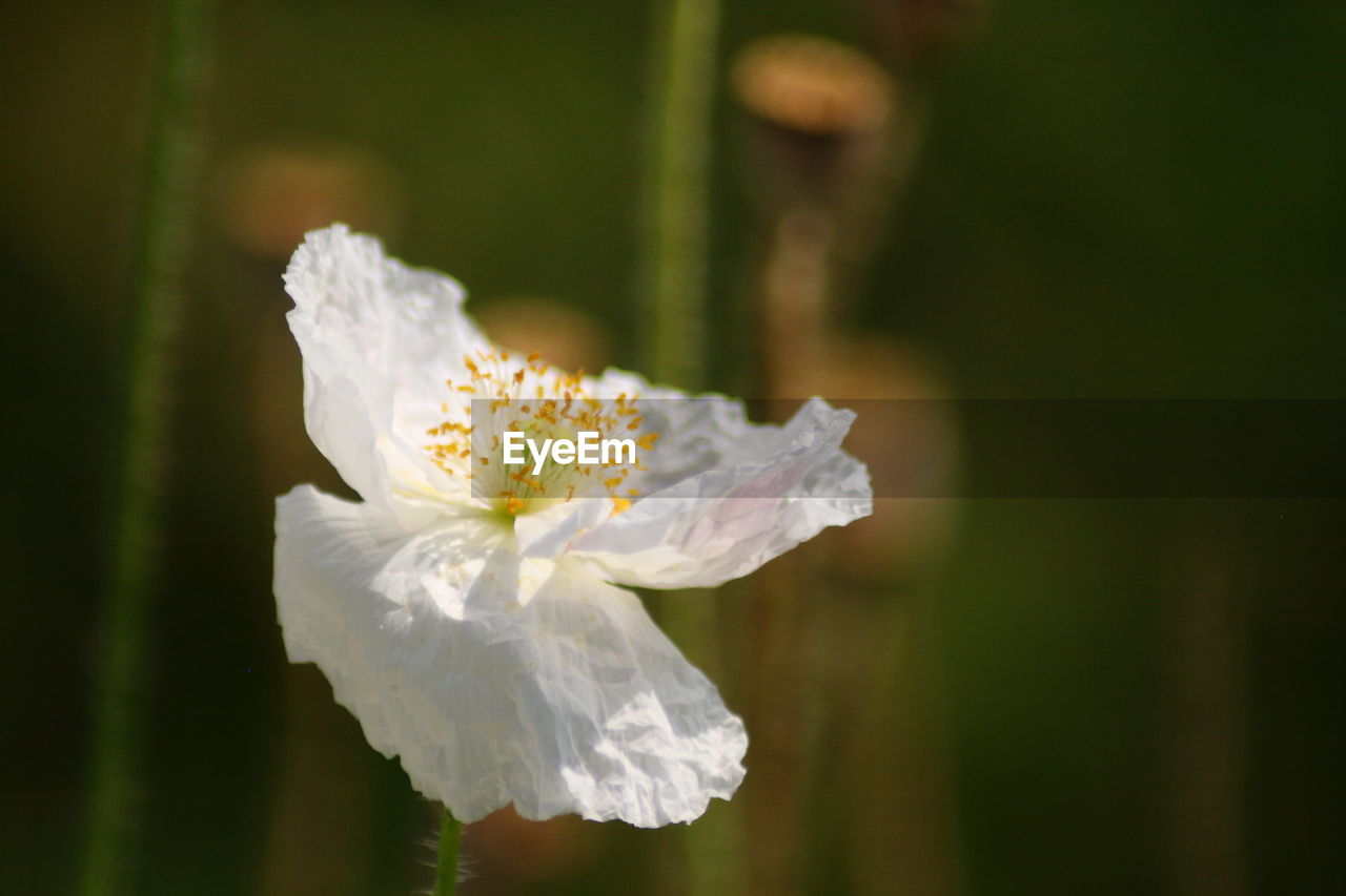 Close-up of white poppy on a green background 