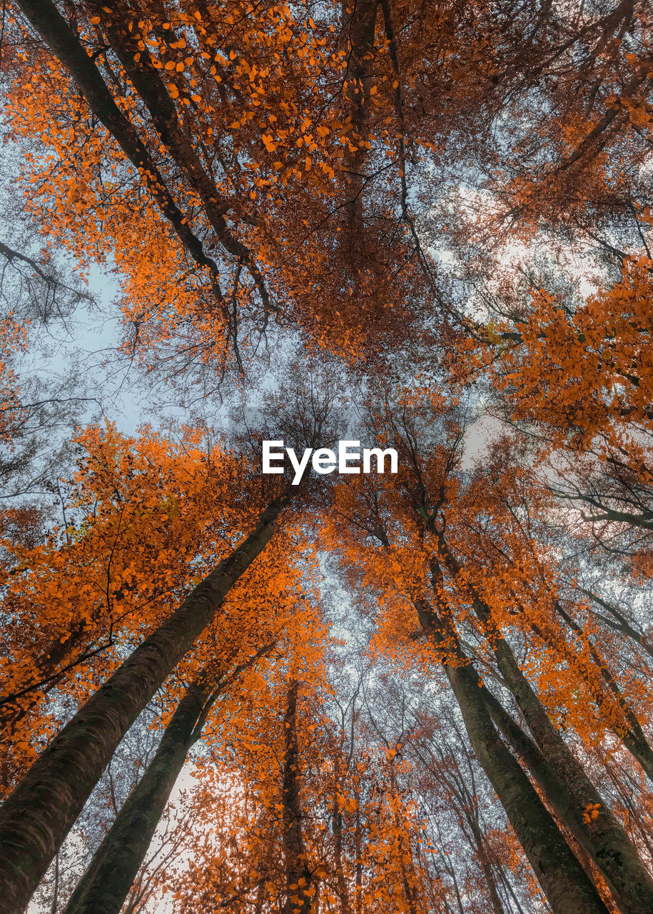 Low angle view of autumnal trees