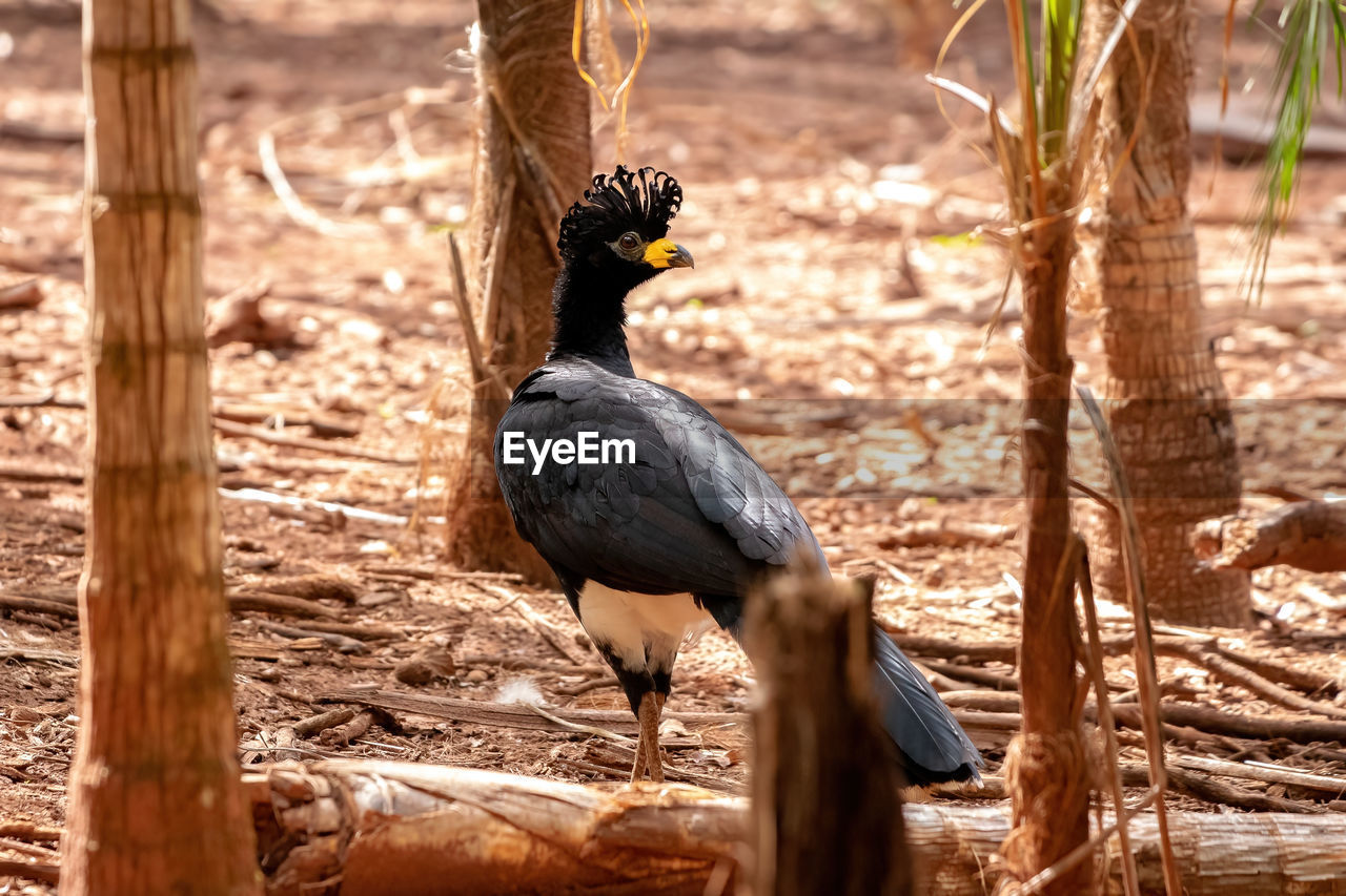 VIEW OF BIRDS PERCHING ON LAND