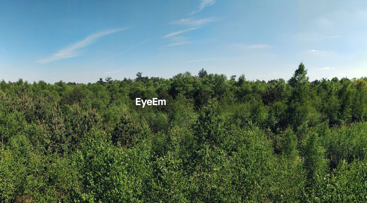 PLANTS GROWING ON LAND