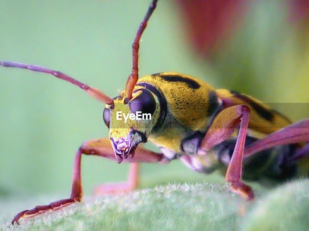 CLOSE-UP OF INSECT ON WHITE SURFACE