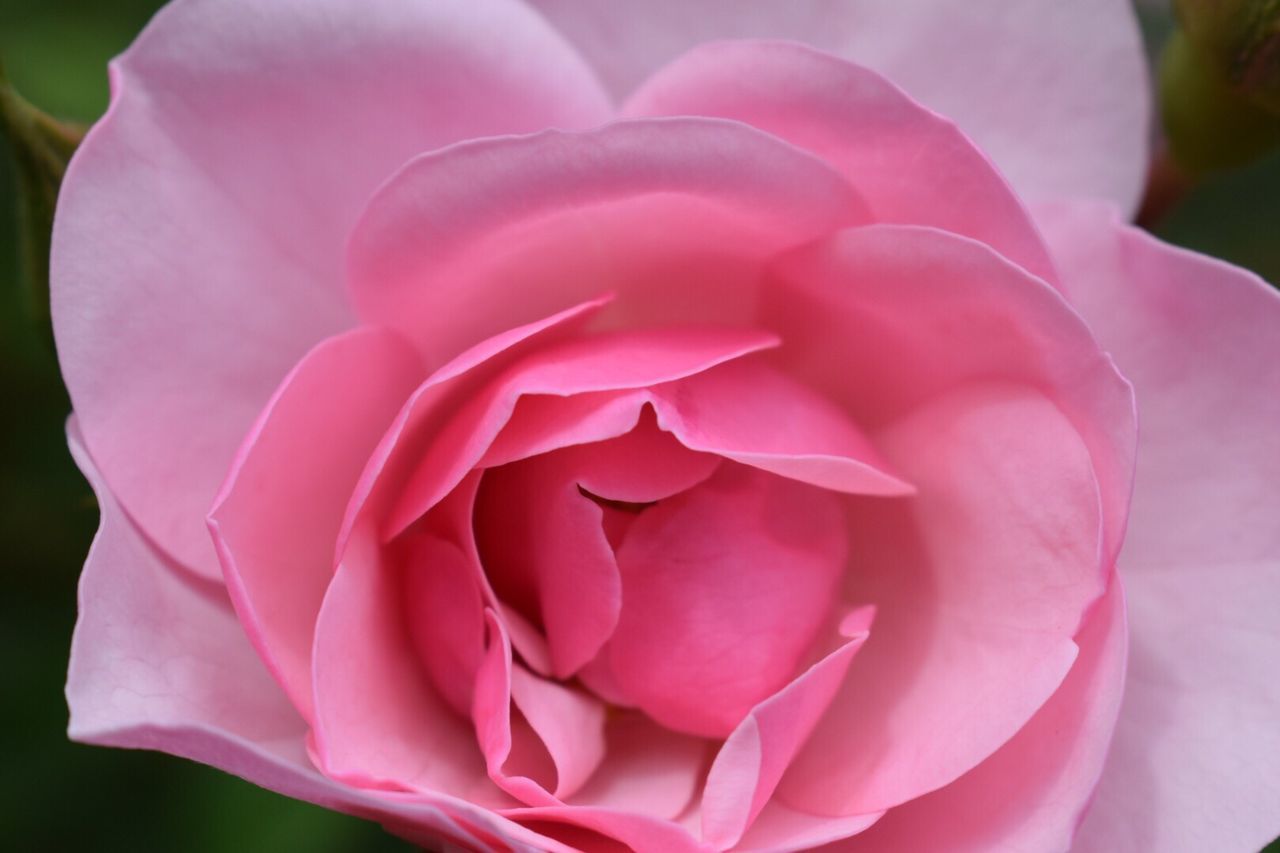 CLOSE-UP VIEW OF PINK ROSE