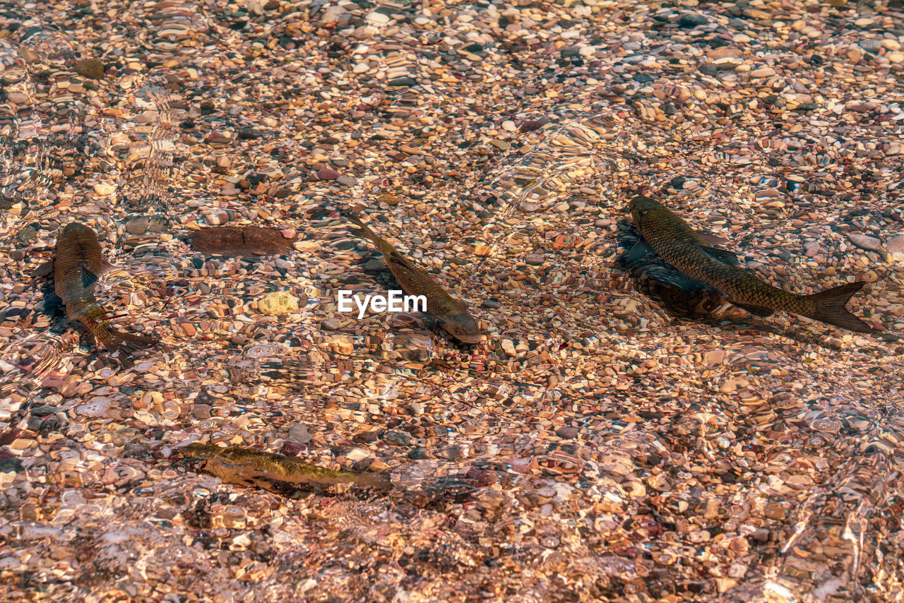 Fish in lake garda in italy.