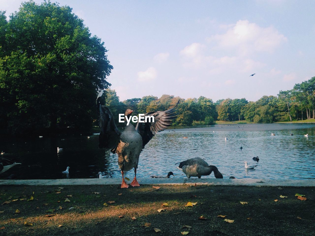 Flock of ducks in a lake