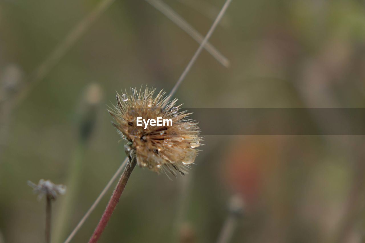 plant, flower, nature, close-up, flowering plant, beauty in nature, focus on foreground, macro photography, fragility, grass, plant stem, thorns, spines, and prickles, freshness, growth, no people, leaf, thistle, day, outdoors, wildflower, macro, prairie, selective focus, tranquility, dandelion, branch, insect, animal, flower head, seed