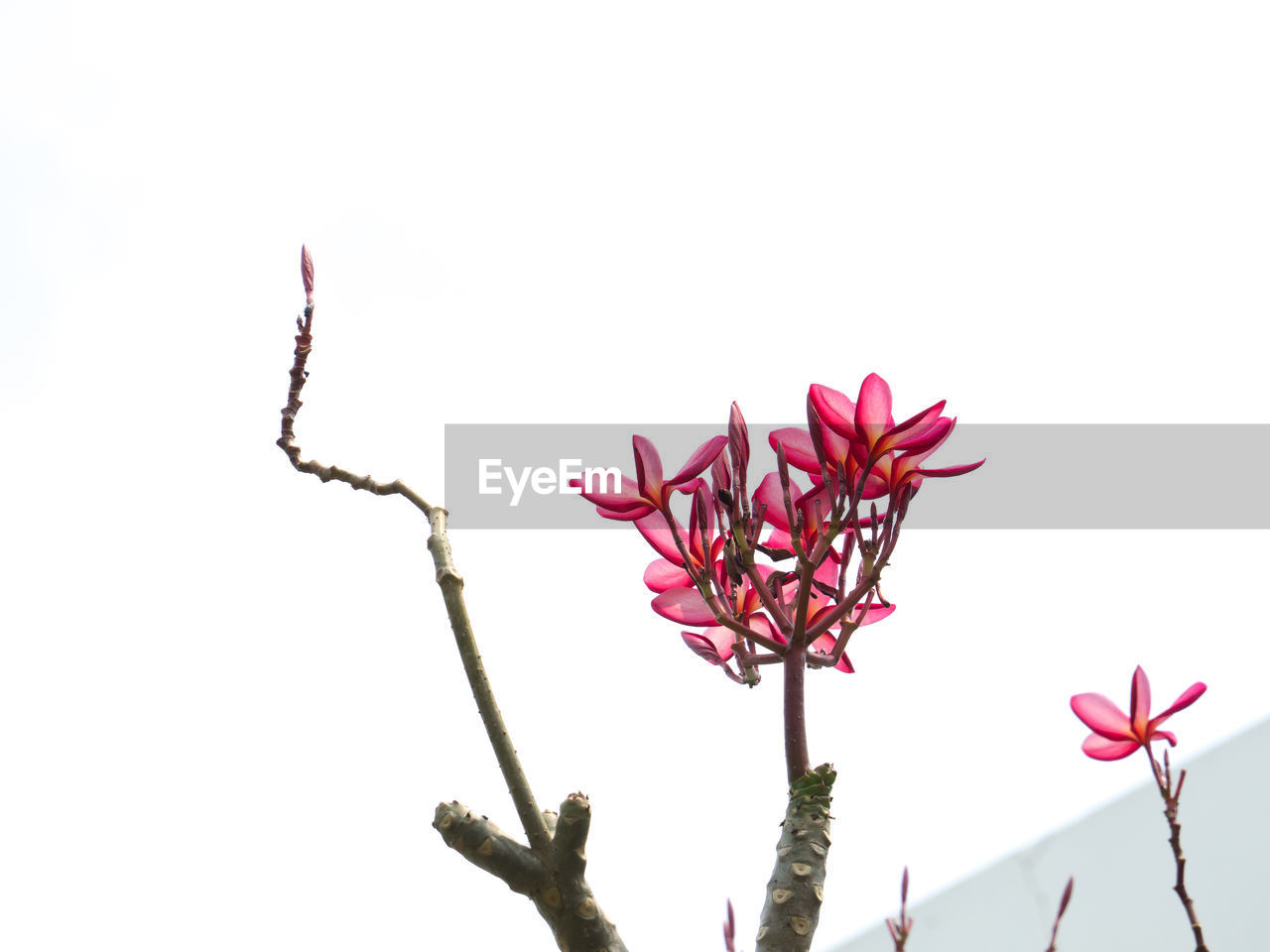 LOW ANGLE VIEW OF PINK FLOWERS AGAINST SKY