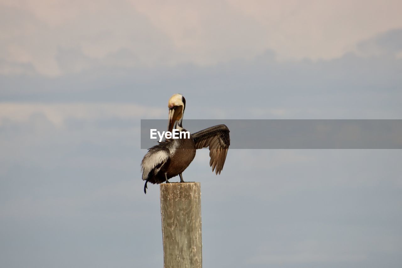 bird, animal, animal themes, animal wildlife, wildlife, sky, nature, perching, no people, one animal, stork, wooden post, wood, day, seabird, post, cloud, outdoors, ciconiiformes, wing, focus on foreground, pelican