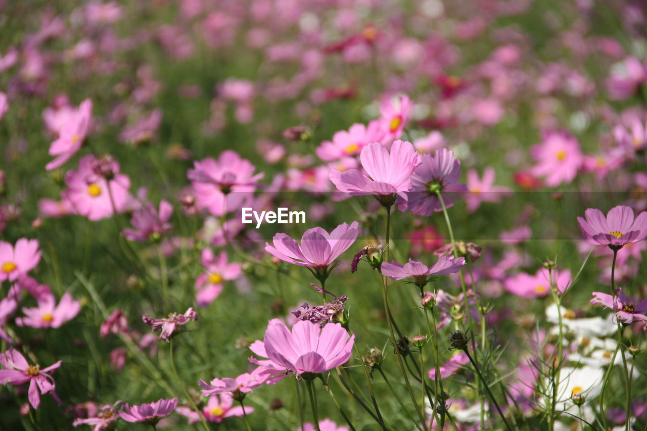 Close-up of pink cosmos flowers on field