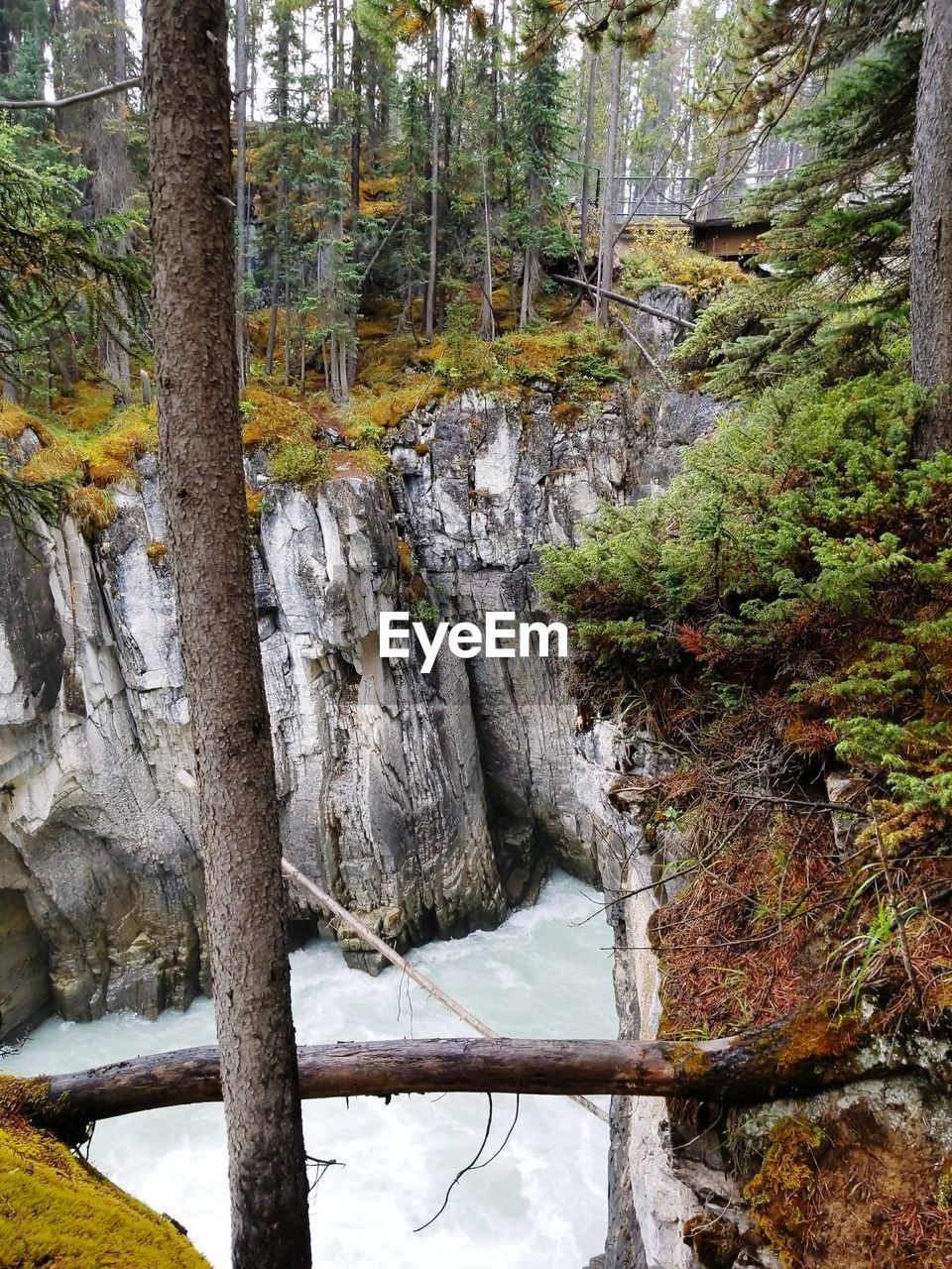 VIEW OF TREES GROWING IN FOREST