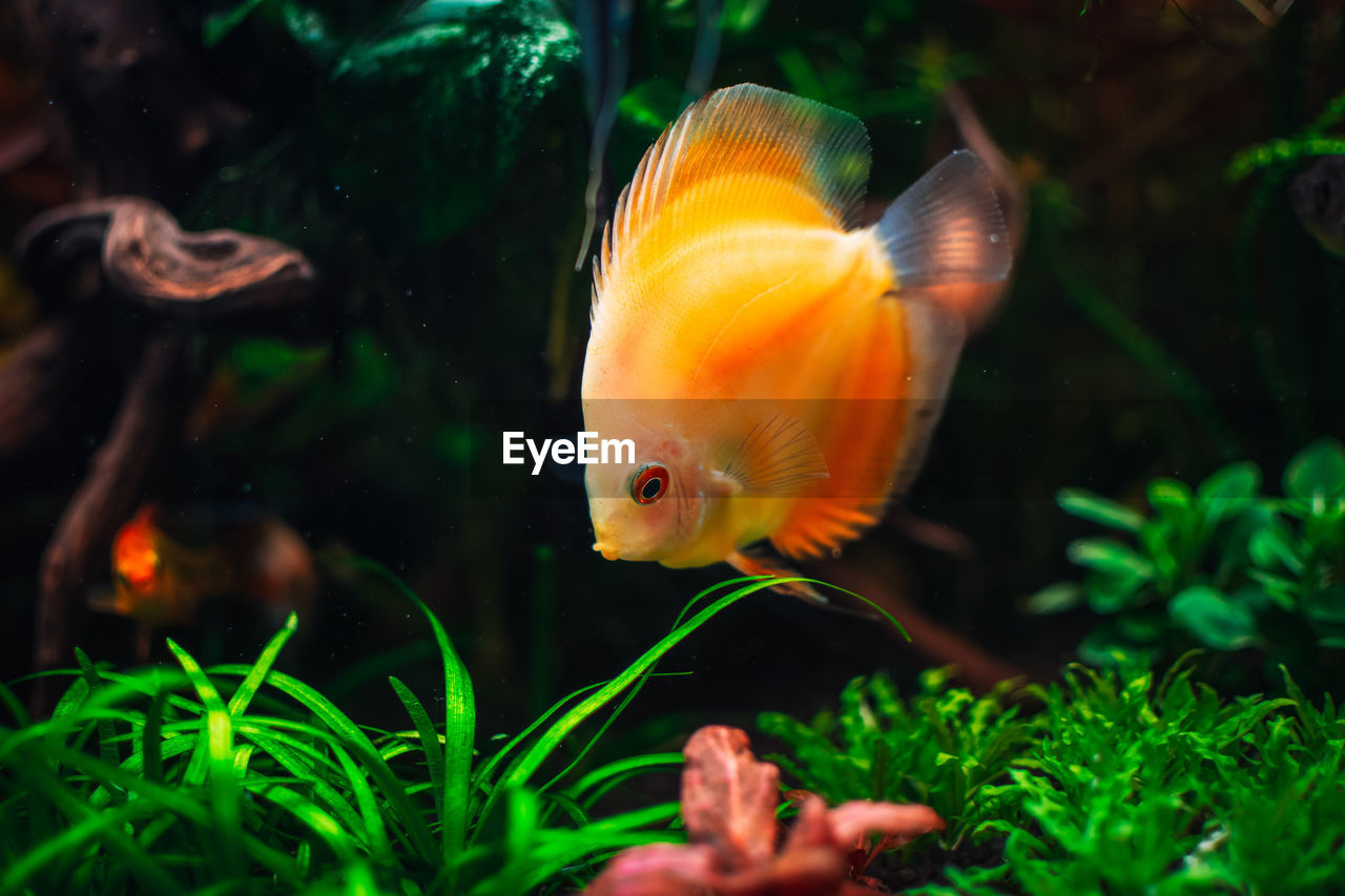 animal themes, animal, animal wildlife, fish, water, sea, wildlife, underwater, freshwater aquarium, goldfish, swimming, sea life, nature, marine, fish tank, transparent, glass, one animal, marine biology, pet, plant, animals in captivity, tank, no people, aquarium, outdoors, undersea, beauty in nature, orange color