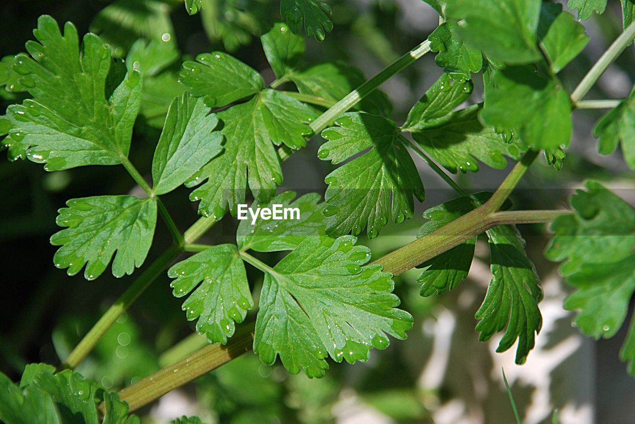 Close-up of raindrops on leaves