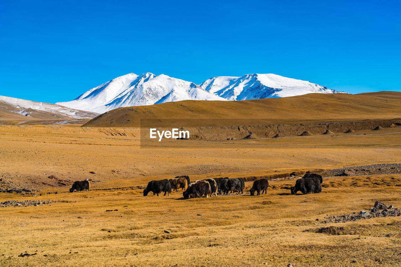 Cows grazing on land against mountains and sky