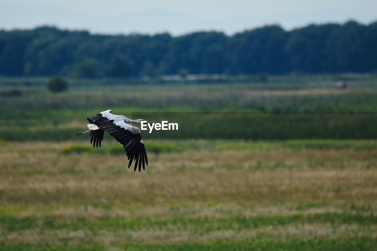 animal themes, animal, wildlife, animal wildlife, bird, flying, one animal, prairie, plant, spread wings, nature, no people, grass, landscape, plain, mid-air, bird of prey, grassland, motion, day, environment, field, outdoors, animal body part, sky, focus on foreground