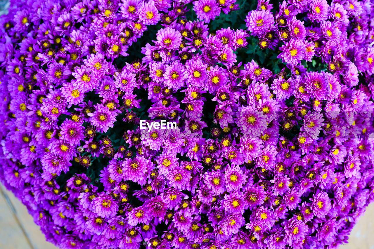 CLOSE-UP OF PURPLE FLOWERING PLANTS