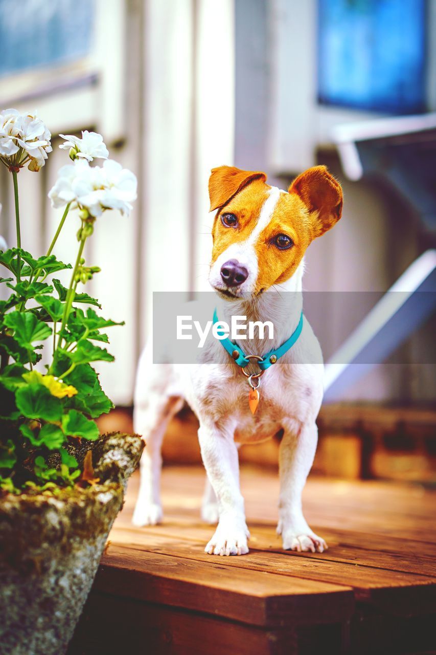 Portrait of tsunami the jack russell terrier dog standing on wooden deck near white geranium flower