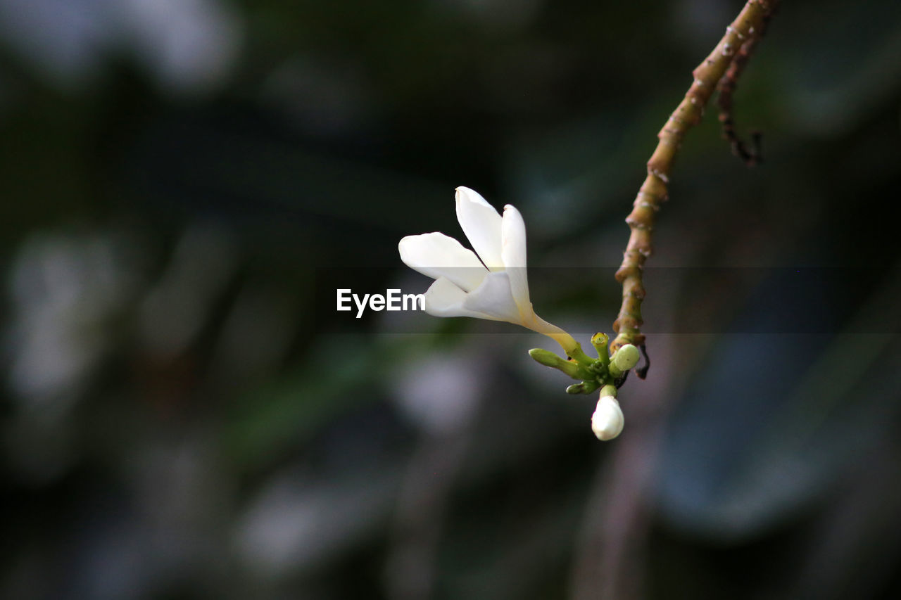 CLOSE-UP OF WHITE ROSE PLANT