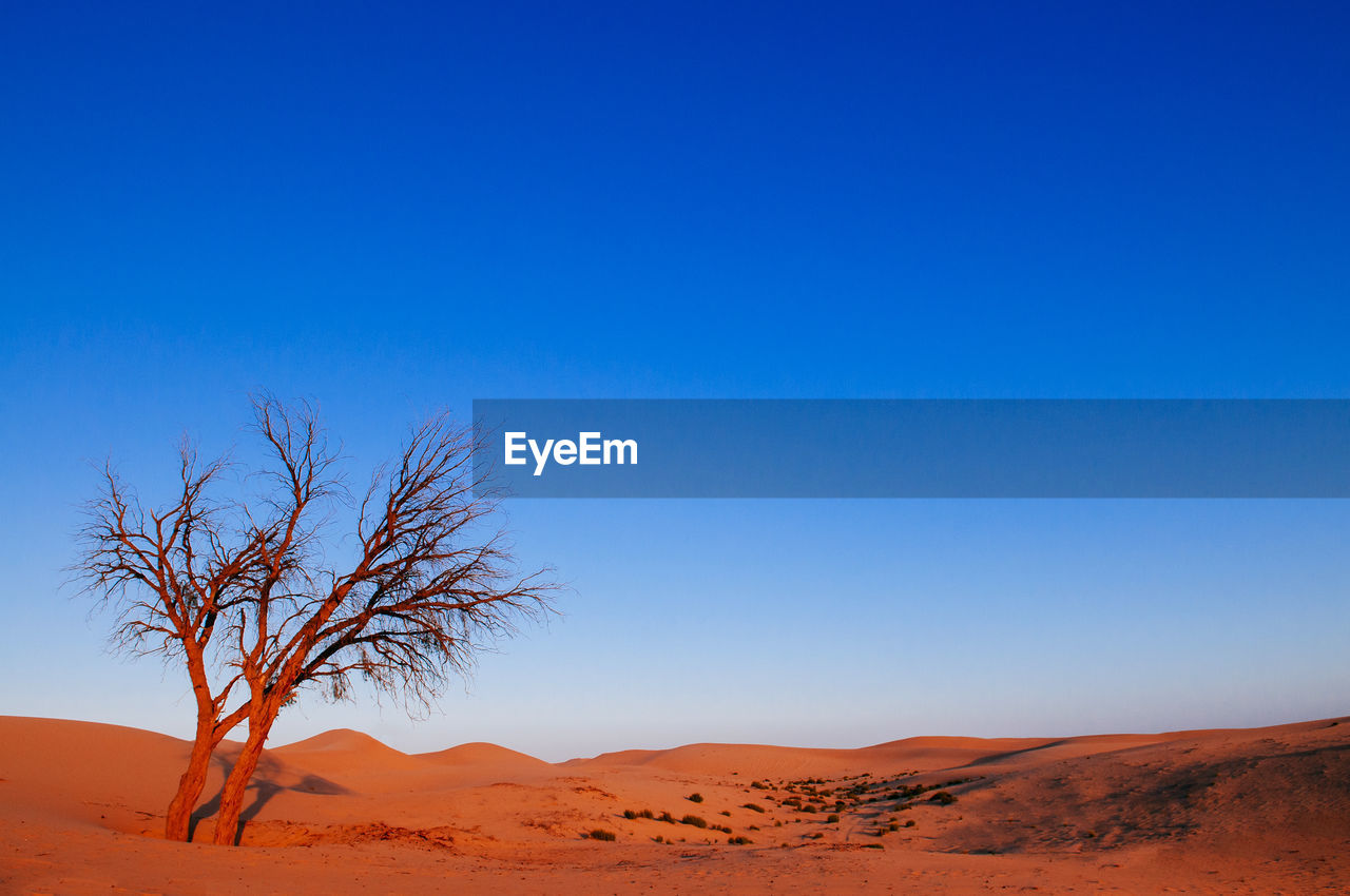 Scenic view of desert against clear blue sky with lone dead tree