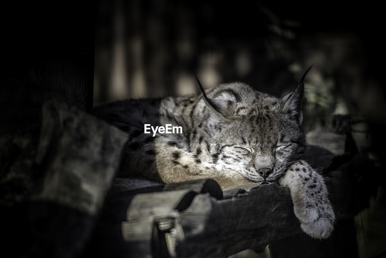 Close-up of lynx sleeping on table