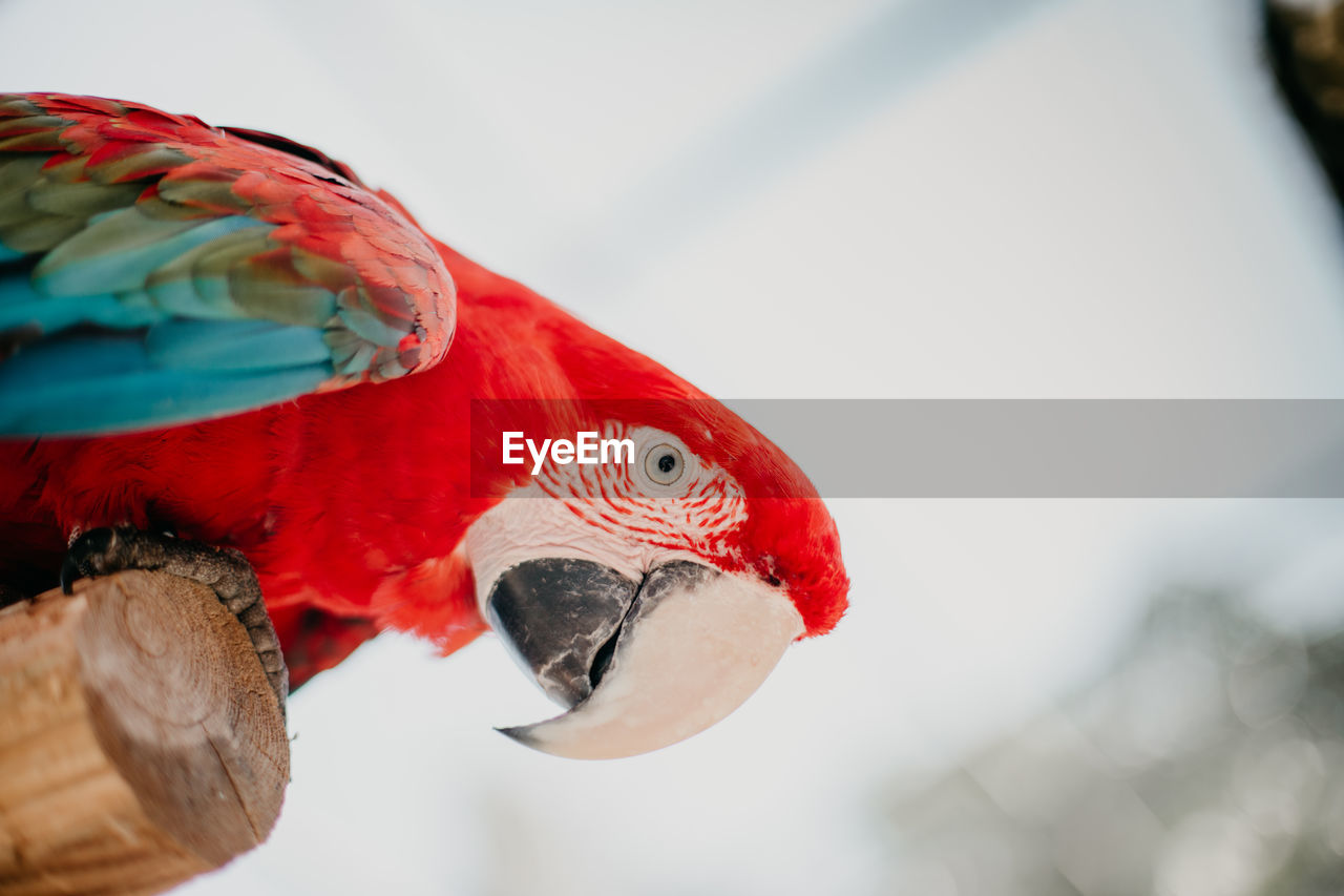 Close-up of a parrot