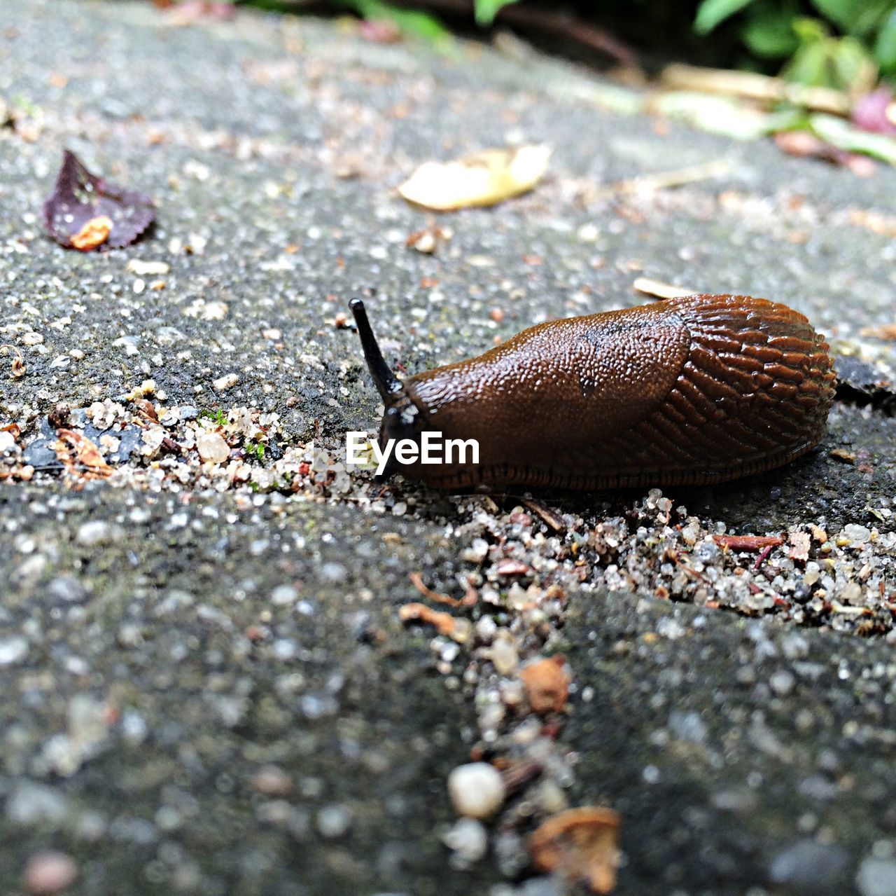 Land slug close up