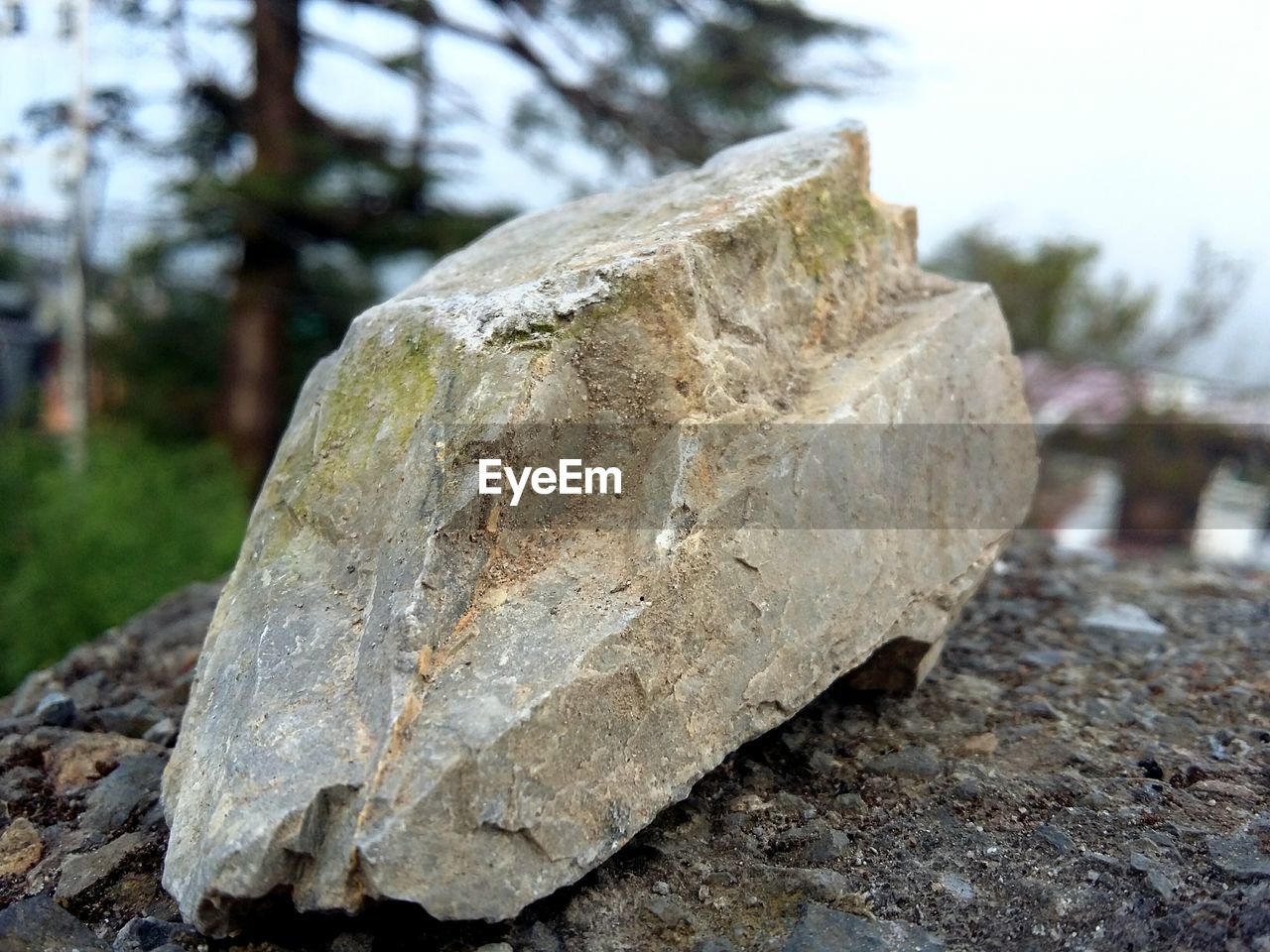 A rock with beautiful texture on it and a green tree behind the textured stone.