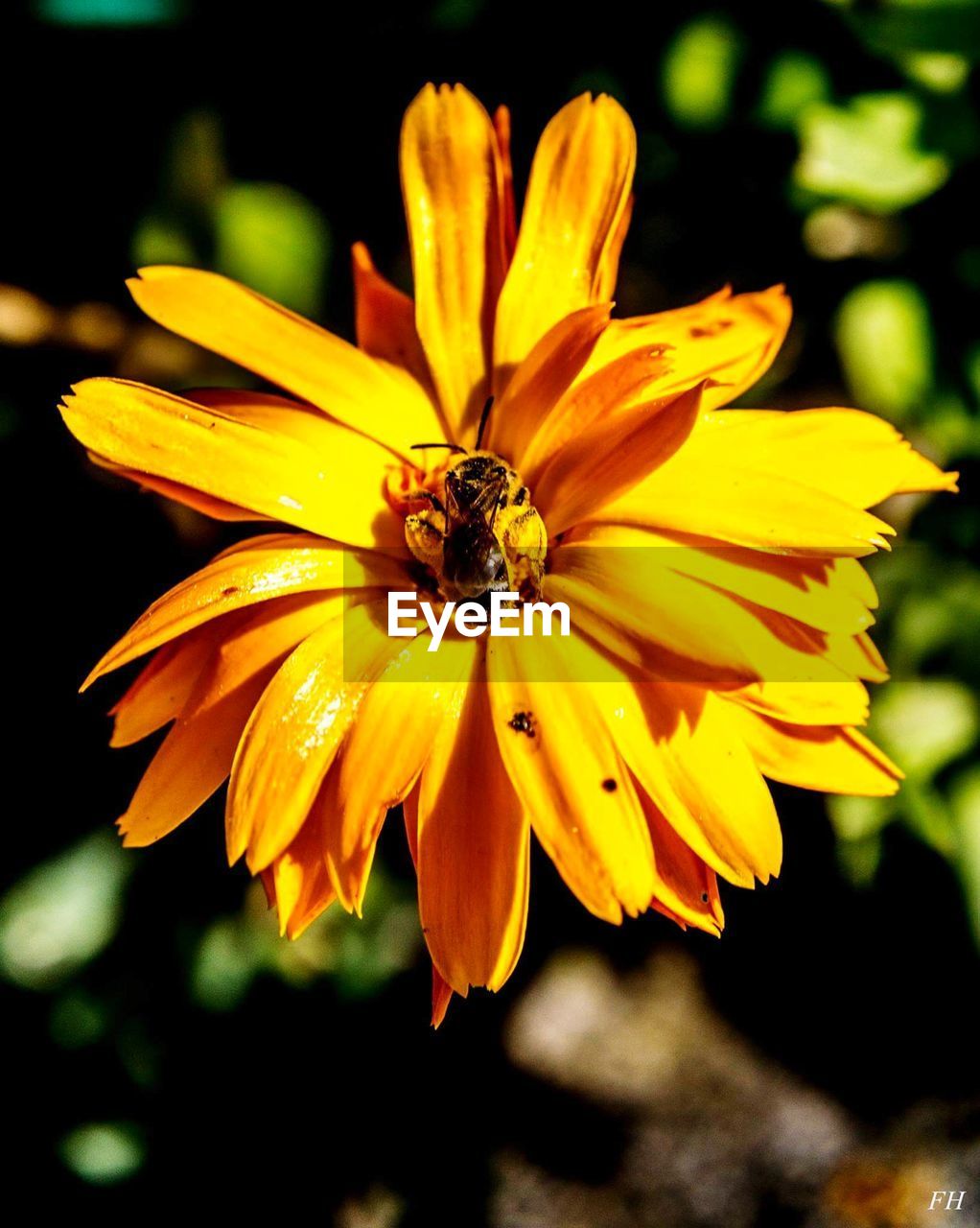 BEE ON YELLOW FLOWER