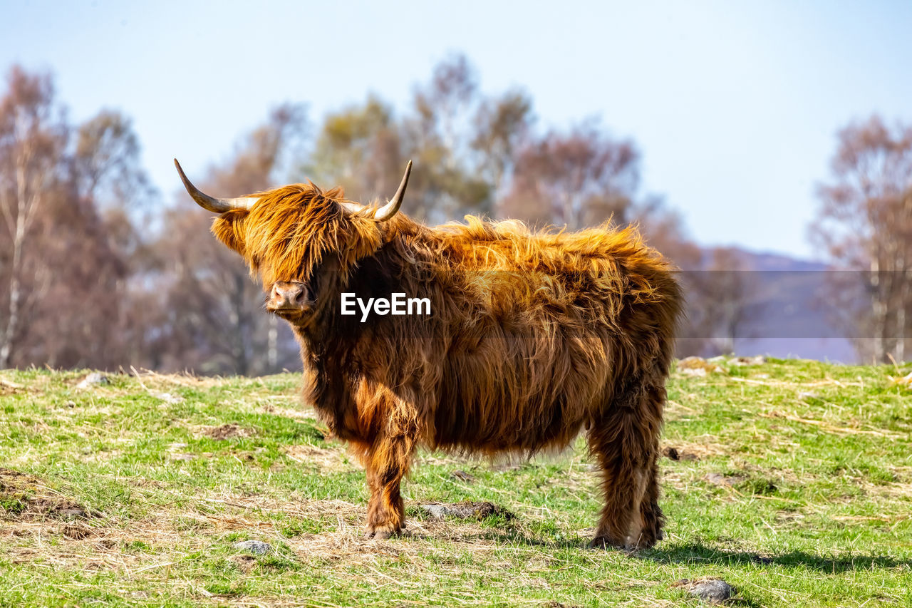 LION STANDING IN FIELD