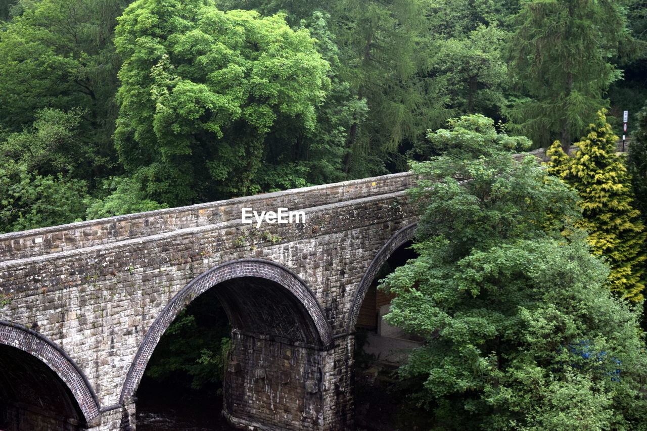 Arch bridge amidst trees in forest