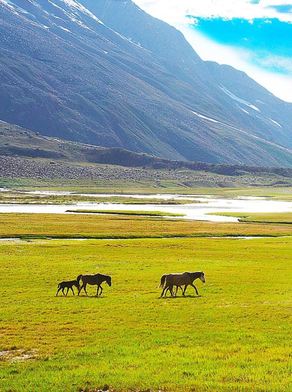 grassland, plain, pasture, steppe, landscape, animal, prairie, natural environment, environment, animal themes, wilderness, mammal, plateau, tundra, mountain, animal wildlife, meadow, group of animals, grass, grazing, scenics - nature, nature, domestic animals, land, livestock, beauty in nature, no people, field, horizon, wildlife, mountain range, agriculture, lake, plant, rural area, sky, tranquil scene, day, tranquility, rural scene, green, non-urban scene, water, outdoors, highland, pet, travel destinations, cloud, valley, travel