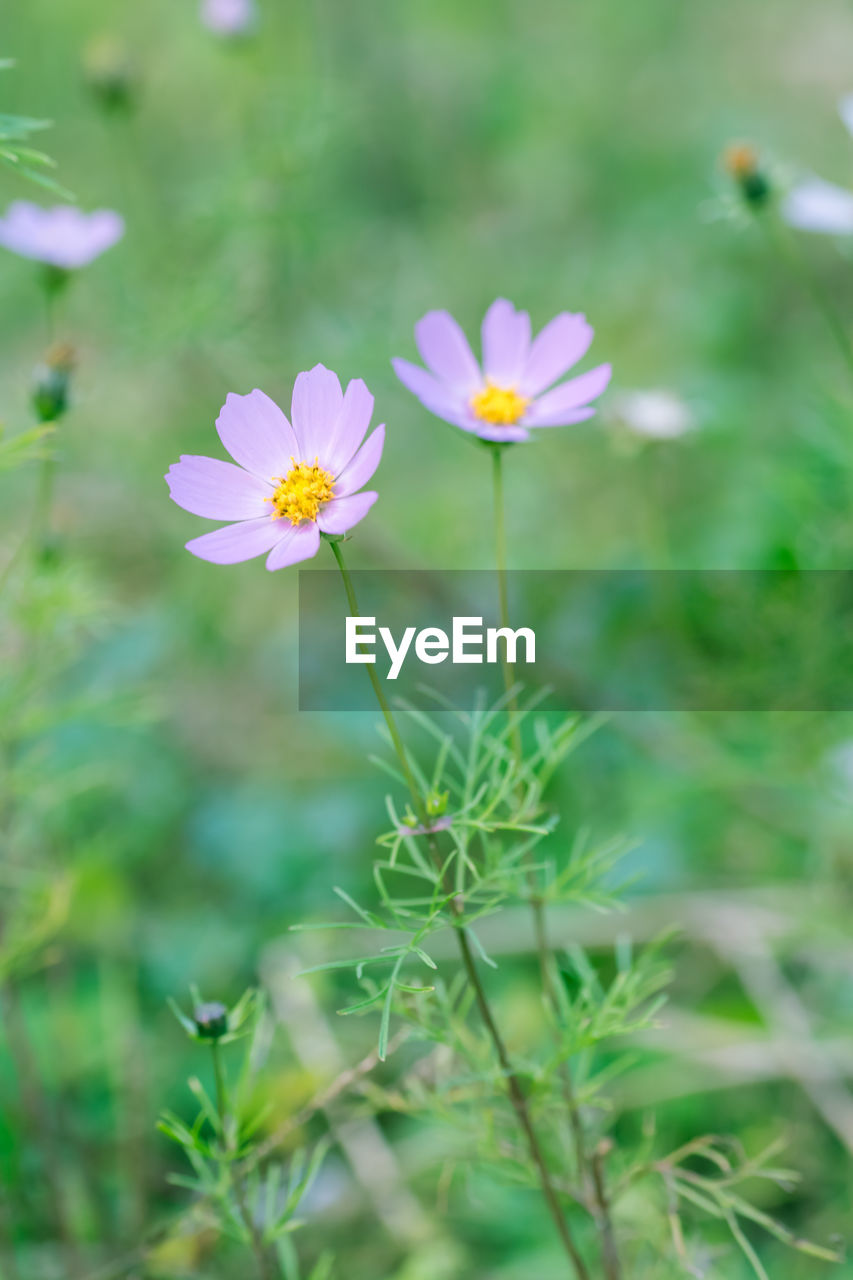 flower, plant, flowering plant, freshness, beauty in nature, garden cosmos, fragility, nature, meadow, flower head, close-up, growth, petal, inflorescence, no people, grass, plain, selective focus, green, field, focus on foreground, outdoors, springtime, wildflower, summer, day, daisy, blossom, medicine, environment, cosmos flower, land, prairie, botany, herbal medicine, pink