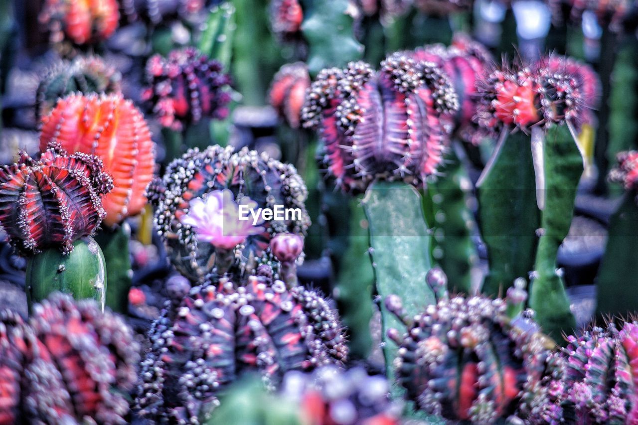 Close-up of purple flowering plants