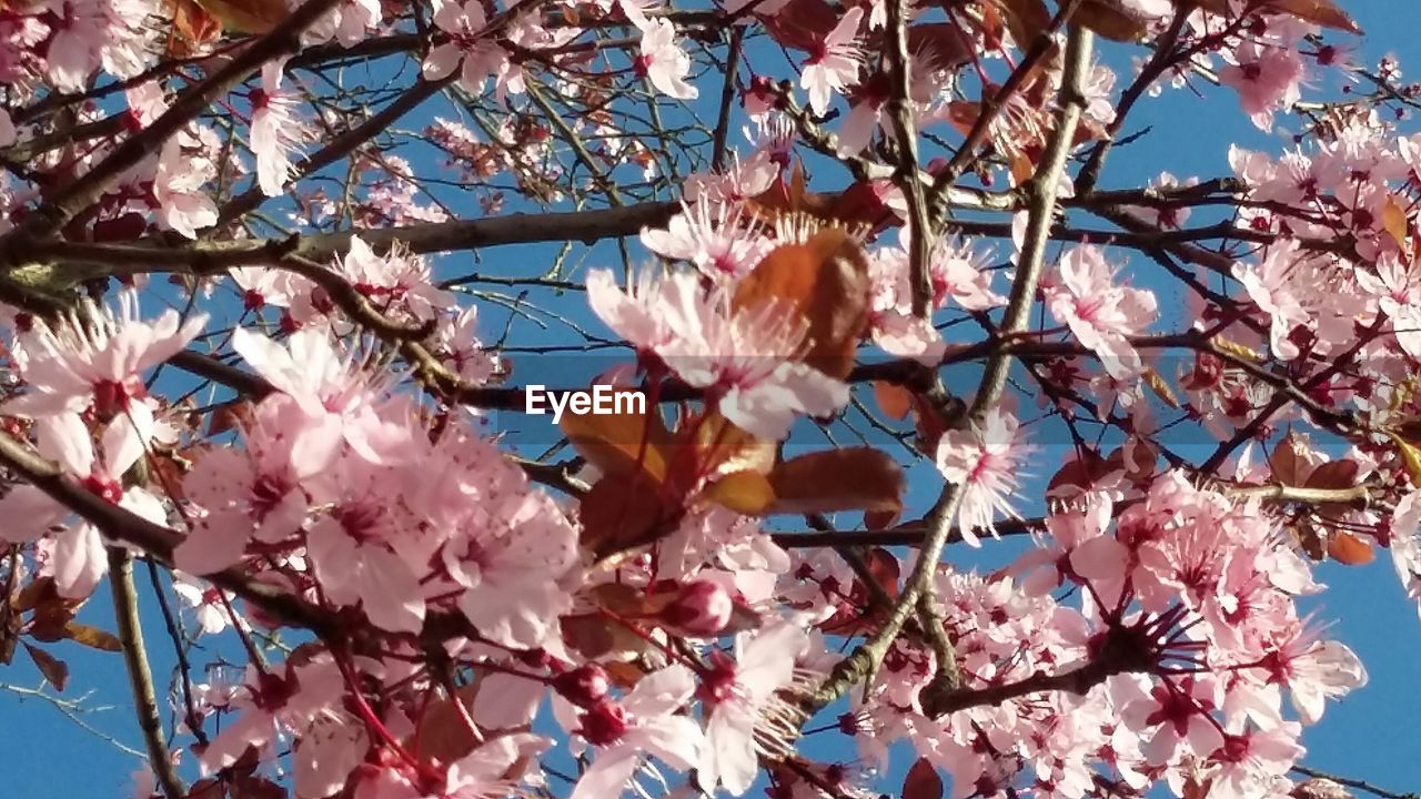 LOW ANGLE VIEW OF FLOWER TREE