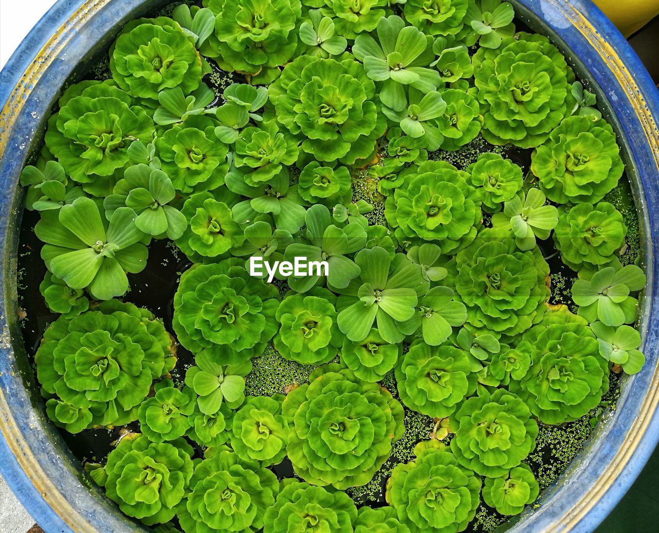 HIGH ANGLE VIEW OF POTTED PLANT LEAVES IN CONTAINER