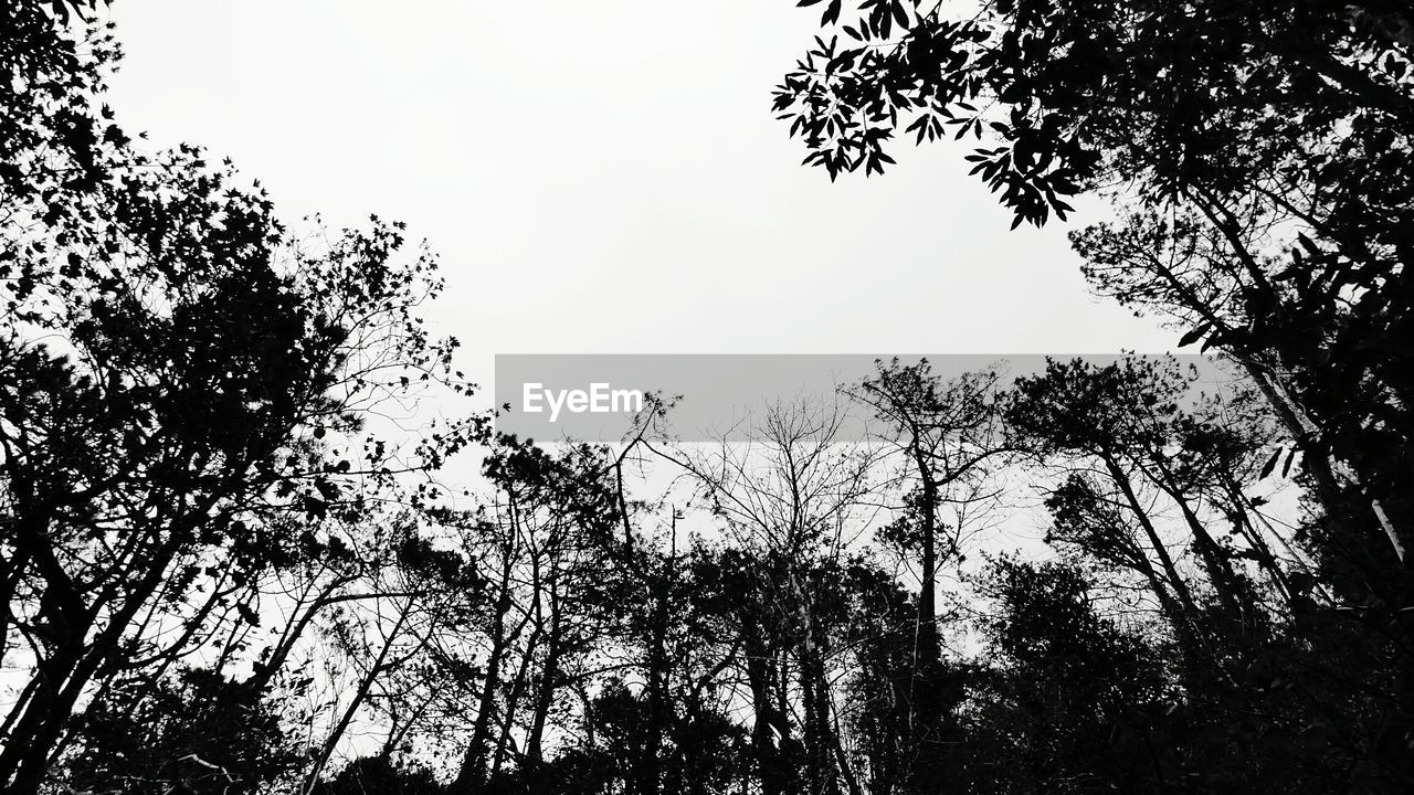 CLOSE-UP OF SILHOUETTE TREES AGAINST SKY