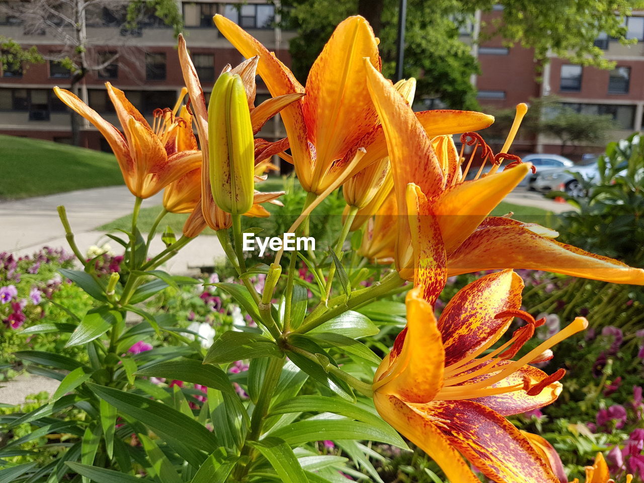 CLOSE-UP OF FRESH ORANGE DAY LILY BLOOMING OUTDOORS