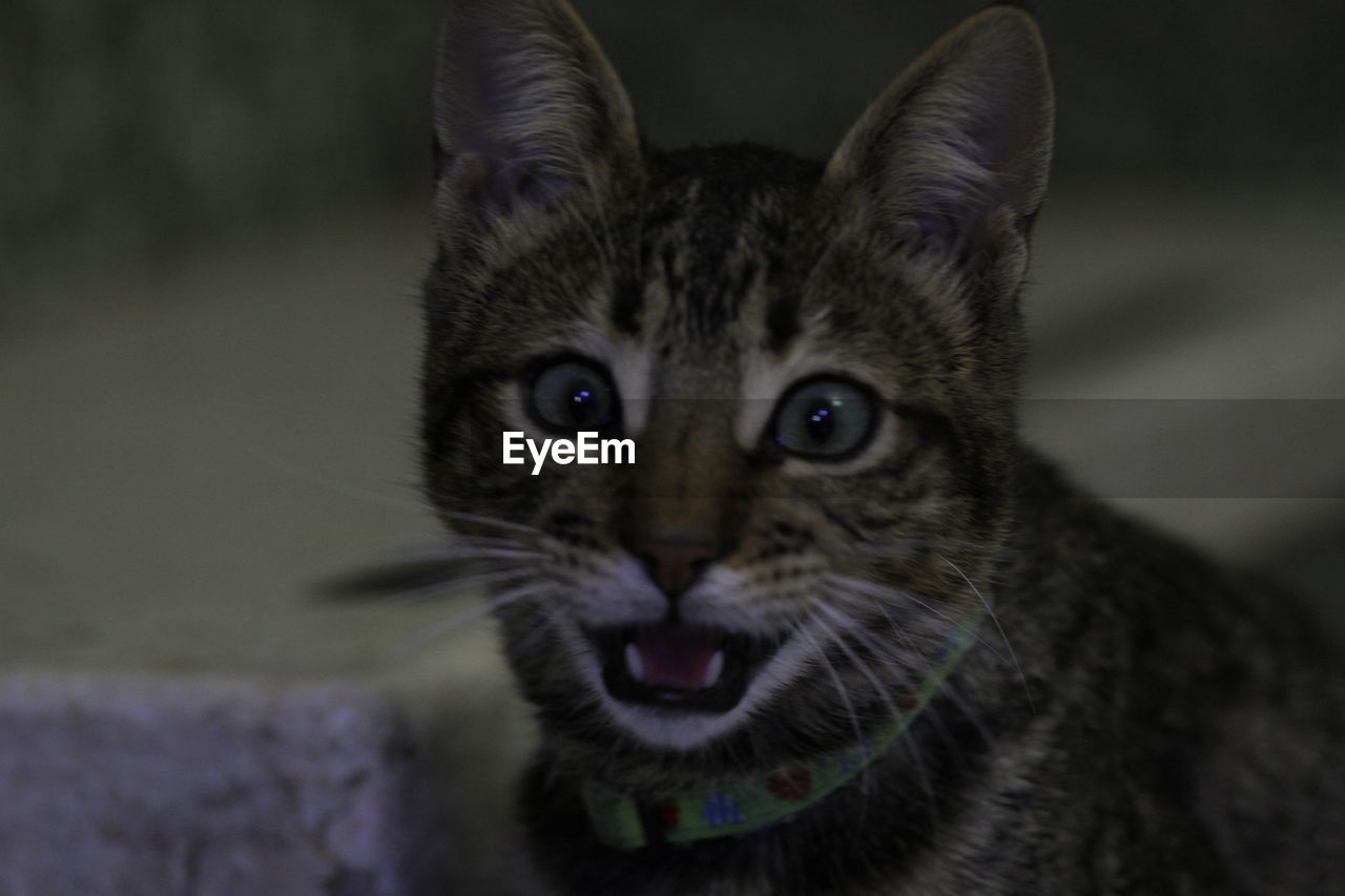 CLOSE-UP PORTRAIT OF TABBY CAT OUTDOORS